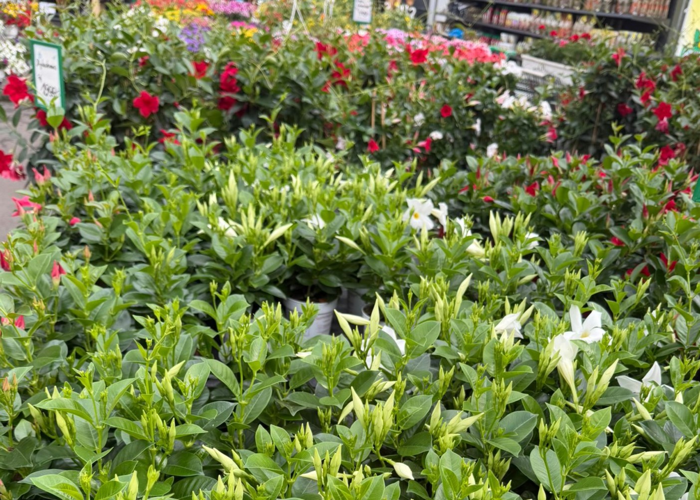 Monheimer Blumenmarkt